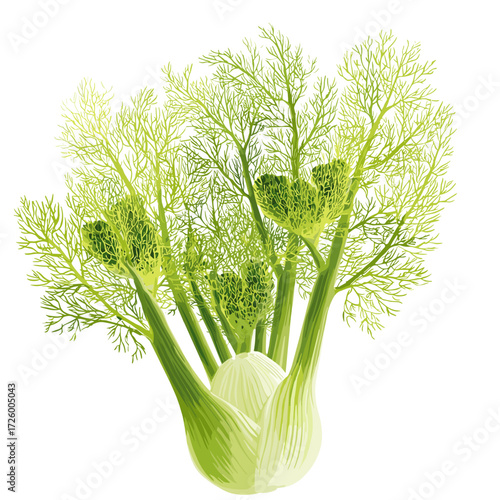 Fresh Fennel Bulbs with Green Fronds Isolated on White