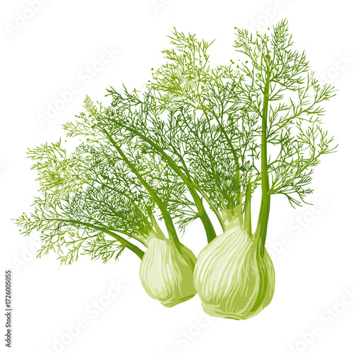 Fresh Fennel Bulbs with Green Fronds Isolated on White