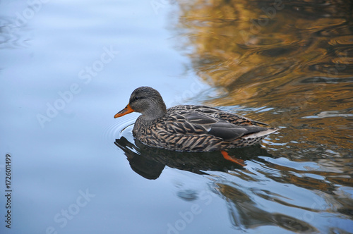 Wild duck mallard female swimming in a water of autumn pond. Closeup photo. Nature, portrait of duck mallard ,fauna, wildlife protection.