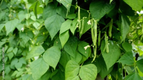 Green bean plants are growing in the garden on a sunny day