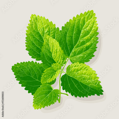 Fresh Lemon Balm Leaves Isolated on White