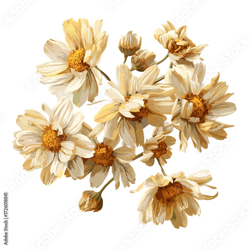 Dried Chamomile Flowers Isolated on White