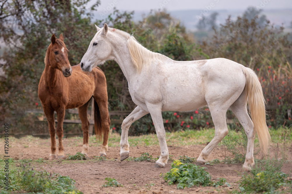 Obraz premium white horse in the field and a brown horse in the background.