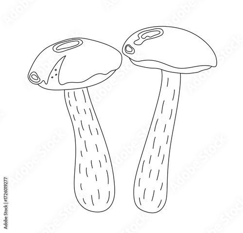 Forest edible mushrooms yellow boletus, honey fungus vector illustration, seasonal autumn doodle outline drawing healthy vegetarian diet ingredient for menu design, hand drawn image
