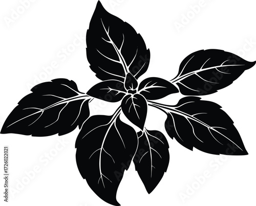 Basil Plant Silhouette | Fresh Herb Vector Design