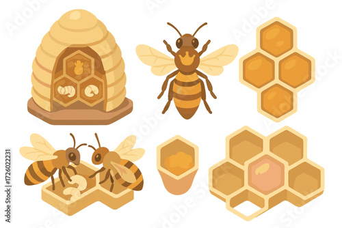 Honey Bee Colony Dynamics. Isometric vector illustration set hive honey bee queen: beehive cutaway, queen bee central role, worker