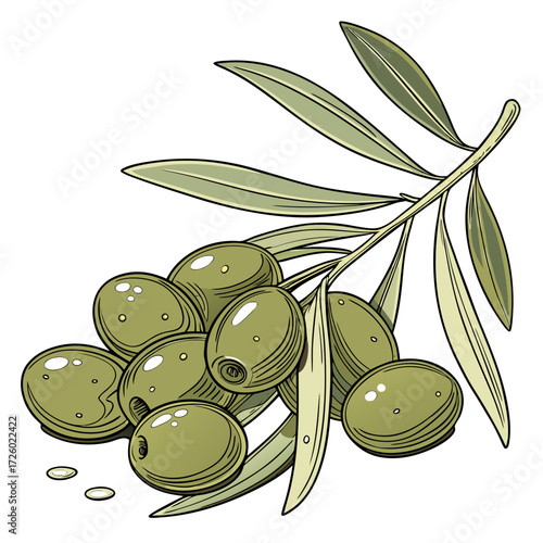 Illustration of green olives on a branch with leaves, perfect for olive oil and mediterranean diet design