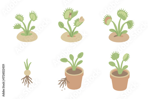 Flytrap Seasonal Cycle. Isometric vector illustration set Flytrap seasonal cycle: spring new traps sprouting, summer active