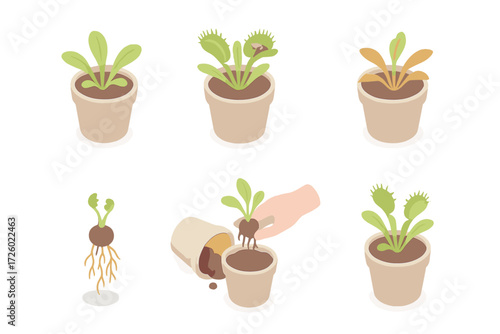 Flytrap Seasonal Cycle. Isometric vector illustration set Flytrap seasonal cycle: spring new traps sprouting, summer active