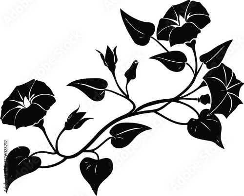 Morning Glory Vine Silhouette | Flowering Plant Vector Illustration