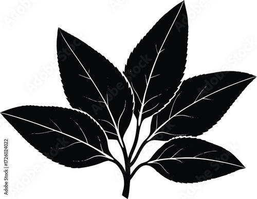 Sage Leaves Silhouette | Aromatic Herb Vector Illustration