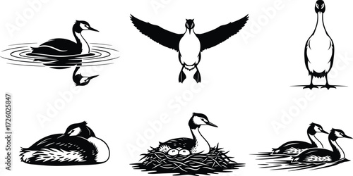 Grebe bird silhouette illustration set, swimming pose, flight, nesting behavior, pair interaction, wildlife vector design