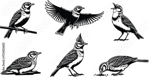 Vector songbirds perched, flying, singing, feeding, detailed bird illustrations, wildlife drawings, black silhouette art design collection