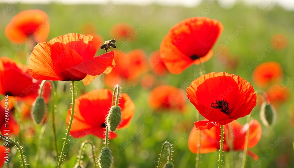 Fototapeta premium Vibrant red poppy field with bee