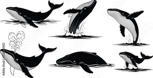 Whale silhouette illustration set, breaching pose, tail splash, spouting motion, calm float, wildlife vector design
