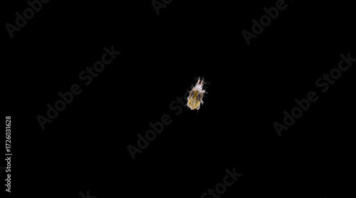 Two Spotted Spider Mite Under a Microscope, (Tetranychus Urticae) on a Black Background