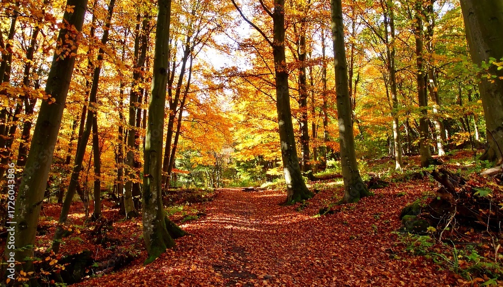Fototapeta premium Autumn forest path bathed in sunlight (1)