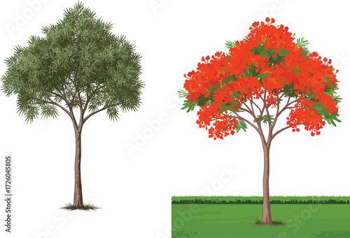 tree, foliage, blossom, seasonal, nature, landscape, vector, illustration, green, red, conifer, flowers, contrast, growth, concept, design, spring, evergreen, flora, outdoor