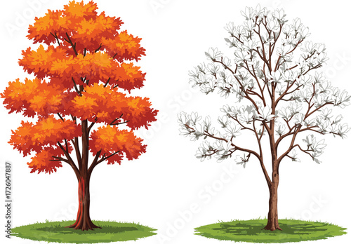 Autumn orange tree with colorful foliage beside winter bare white tree illustration, seasonal nature design, natural botanical elements for landscape background