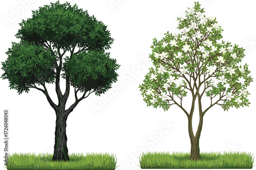 Botanical illustration of two trees, one with lush green foliage and the other with delicate white blossoms, on a transparent background.