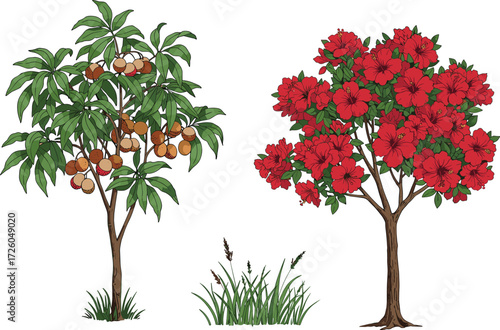 Beautiful illustration of tropical longan fruit tree with ripe fruits and blooming hibiscus tree with vibrant red flowers and green leaves