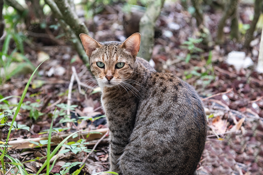 Fototapeta premium Closeup of a Watchful Savannah Cat in Natural Habitat