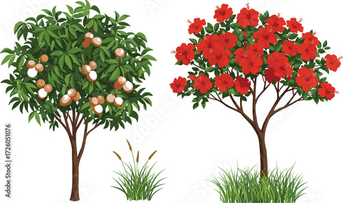 Illustration of tropical lychee fruit tree with ripe red fruits and hibiscus tree full of bright red blooming flowers
