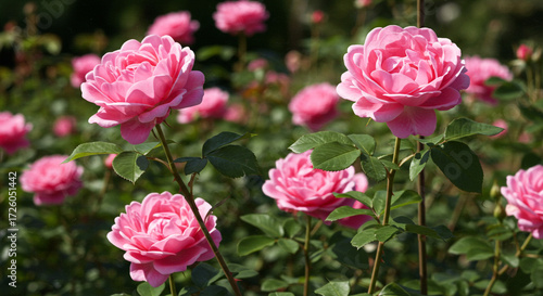 Wallpaper Mural Delicate pink roses blooming in a lush garden bathed in sunlight, showcasing their gentle beauty and vibrant fragrance. Torontodigital.ca