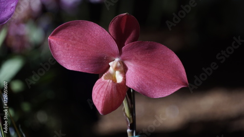 La imagen muestra una orquídea Phragmipedium Fritz Schomburg. 