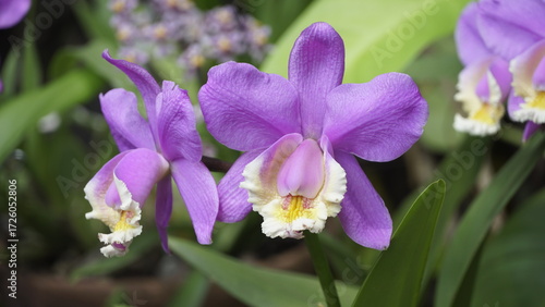 La imagen muestra orquídeas del género Cattleya, específicamente especies como Cattleya harrisoniana o Cattleya loddigesii. 