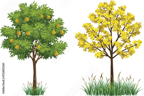 Pear fruit tree with ripe yellow pears and blooming golden tree full of bright flowers in natural seasonal garden landscape illustration