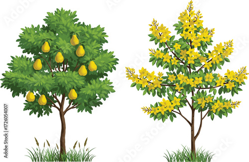 Pear tree with ripe yellow fruits and blooming golden tree full of flowers in natural seasonal garden landscape botanical illustration
