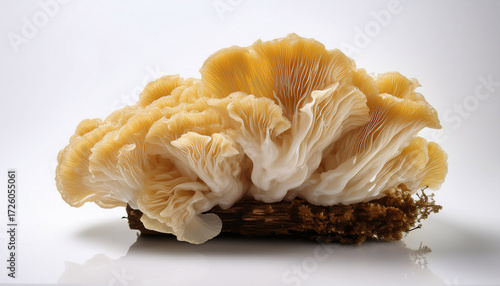Tremella Mushroom Displayed Against A Plain White Backdrop