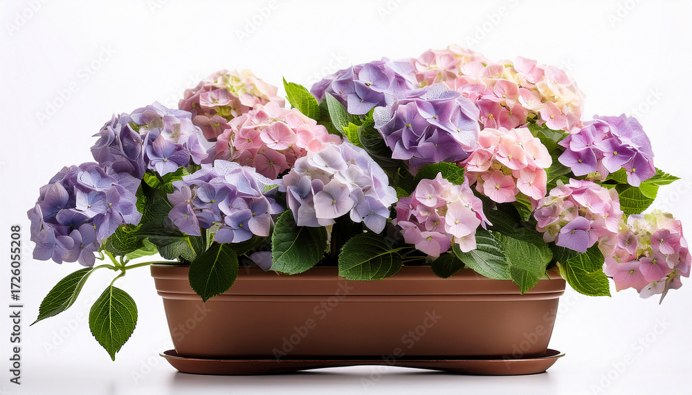 Fototapeta premium Hydrangea Flowers In A Pot Isolated On White