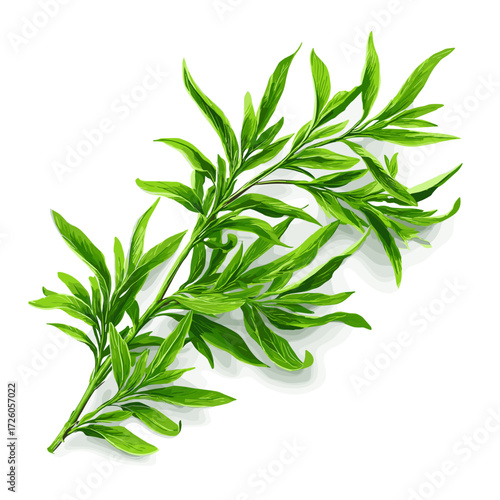 Fresh Tarragon Herb Sprig Isolated on White