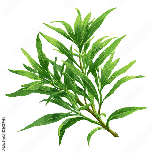 Fresh Tarragon Herb Sprig Isolated on White