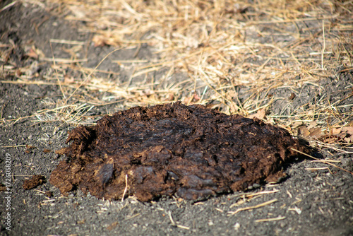 Wallpaper Mural Cow Poop Scat on a Dirt Road waiting to turn into fertilizer Torontodigital.ca