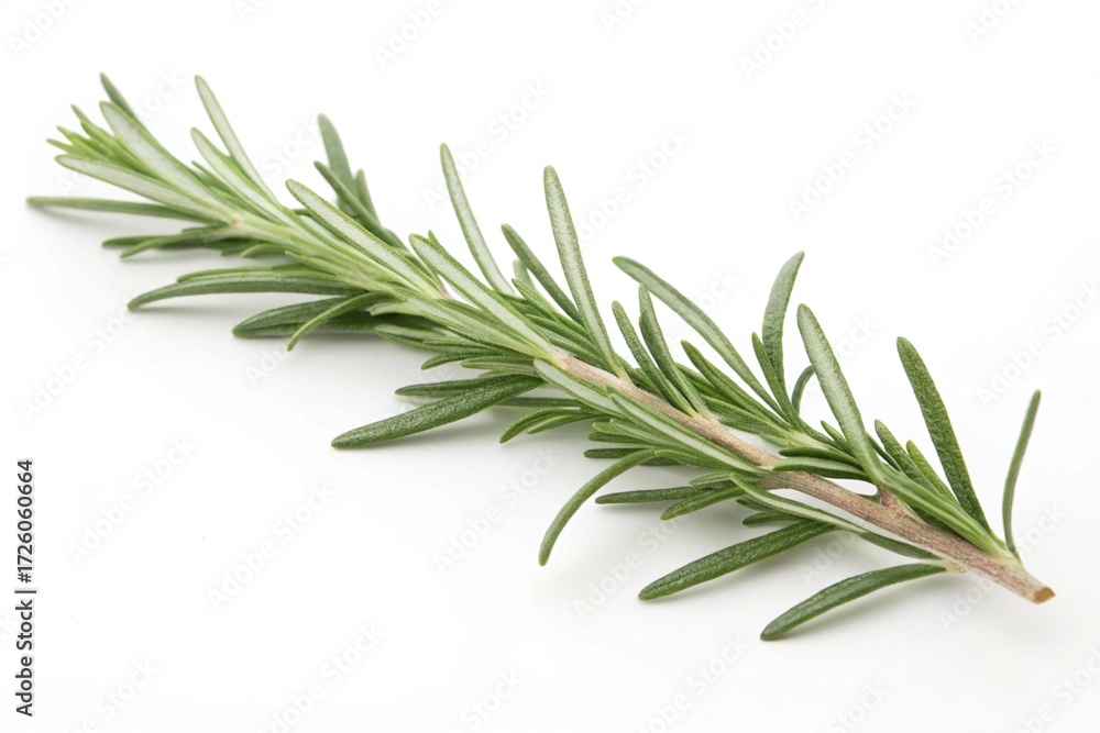 Fototapeta premium rosemary on white background