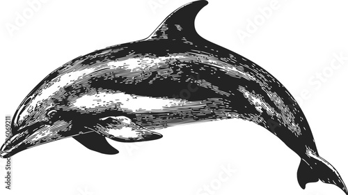 Dolphin sketch hand drawn detailed aquatic animal illustration — stock vector