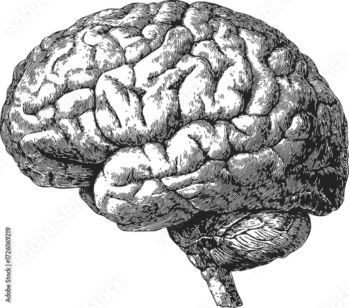 Human brain sketch, hand drawn side view, detailed anatomical illustration — stock vector