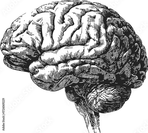 Human brain sketch, hand drawn anatomical side view illustration — stock vector