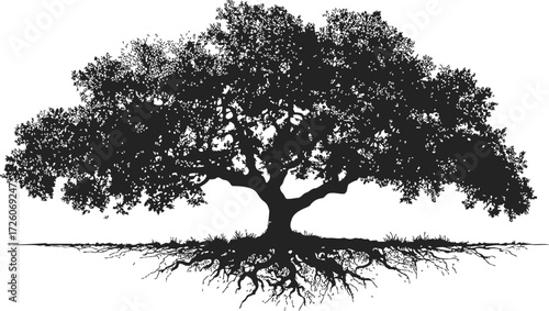 Oak tree silhouette sketch, hand drawn with exposed roots and detailed branches — stock vector