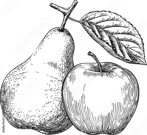 Pear and apple sketch, hand drawn fruit illustration with leaf — stock vector
