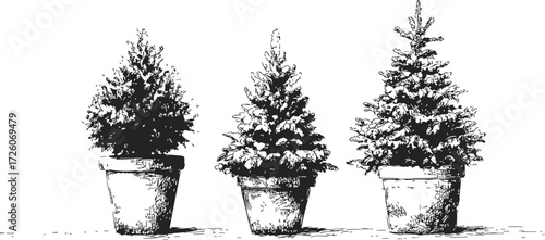 Potted pine trees sketch, hand drawn style, three evergreen plants in ceramic pots — stock vector