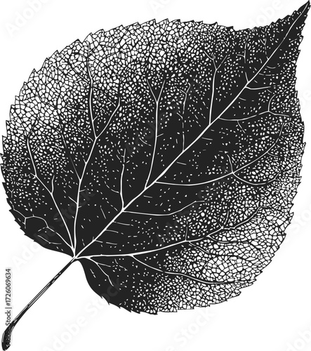 Leaf sketch hand drawn detailed botanical illustration with intricate veins — stock vector