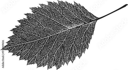 Birch leaf sketch hand drawn detailed botanical illustration — stock vector