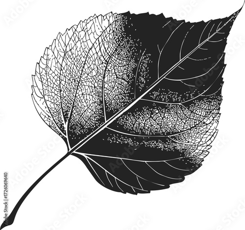 Leaf sketch hand drawn detailed botanical illustration with intricate veins — stock vector
