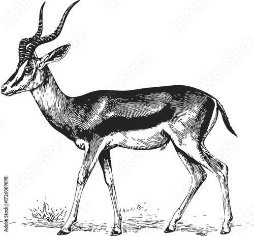 Antelope sketch hand drawn style side view with detailed fur and horns — stock vector