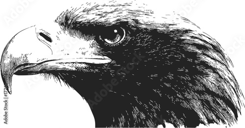 Eagle head sketch, hand drawn vector, detailed close up profile — stock vector