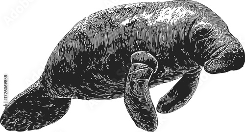 Manatee sketch hand drawn aquatic mammal detailed black and white engraving — stock vector